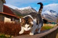 Norwegian cat