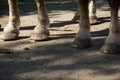 Norwegian Clydesdales with heavy pull shoes Royalty Free Stock Photo