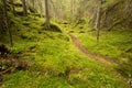 Norwegian deep green woods