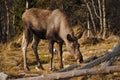 Norwegian Elk Royalty Free Stock Photo