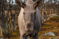 Norwegian Elk Royalty Free Stock Photo