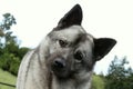 Norwegian Elkhound Dog With Head Tilted