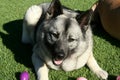 Norwegian Elkhound Dog Laying on Grass Royalty Free Stock Photo