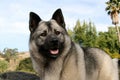 Norwegian Elkhound Dog Standing Outside