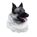 Norwegian elkhound, domestic mammal of spitz type digital art. Isolated watercolor portrait, dog originated from Norway. Canine
