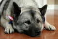 Patriotic Norwegian Elkhound Dog