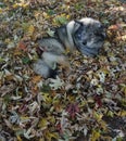Norwegian Elkhound puppy leaves fall Royalty Free Stock Photo