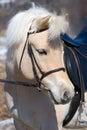 Norwegian Fjord horse Royalty Free Stock Photo