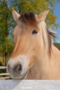 Norwegian fjord horse Royalty Free Stock Photo