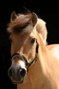 Norwegian fjord horse Royalty Free Stock Photo