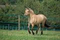 Norwegian Fjord Horse Royalty Free Stock Photo