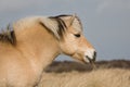 Norwegian Fjord horse Royalty Free Stock Photo