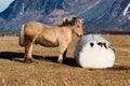 Norwegian Fjord Horse Royalty Free Stock Photo