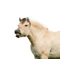 Norwegian fjord horse.isolated Royalty Free Stock Photo