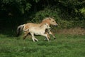 Norwegian Fjord Horse, Mare and Foal Royalty Free Stock Photo