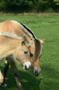 Norwegian Fjord Horse, Mare and Foal Royalty Free Stock Photo