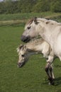 NORWEGIAN FJORD HORSE, MARE WITH FOAL Royalty Free Stock Photo