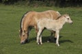 Norwegian Fjord Horse, Mare with Foal standing on Grass Royalty Free Stock Photo