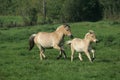 NORWEGIAN FJORD HORSE, MARE WITH FOAL TROTTING THROUGH MEADOW Royalty Free Stock Photo
