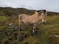 Norwegian Fjord Horse in natural conditions