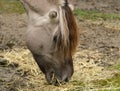 Distinctive markings and mane of Fjord Horse Royalty Free Stock Photo