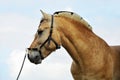 Norwegian Fjord Horse in summer sky background Royalty Free Stock Photo