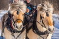 Norwegian fjord horses carrying tourists