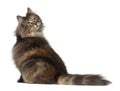 Norwegian Forest Cat, 1 and a half years old Royalty Free Stock Photo