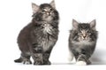 Norwegian forest cat Royalty Free Stock Photo