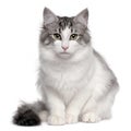 Norwegian Forest Cat, 5 months old, sitting Royalty Free Stock Photo