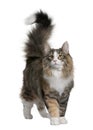 Norwegian Forest Cat (8 months old) Royalty Free Stock Photo