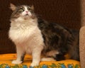 Norwegian forest cat Royalty Free Stock Photo
