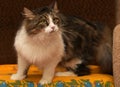 Norwegian forest cat Royalty Free Stock Photo