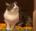 Norwegian forest cat Royalty Free Stock Photo