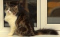 Norwegian forest cat Royalty Free Stock Photo