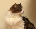 Norwegian forest cat Royalty Free Stock Photo