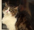 Norwegian forest cat Royalty Free Stock Photo