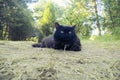 Norwegian Forest Cat black Royalty Free Stock Photo