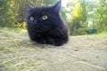Norwegian Forest Cat black Royalty Free Stock Photo