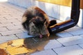 Norwegian forest cat drinking rainwater from a rain drain Royalty Free Stock Photo