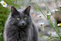 Norwegian forest cat female with alert expression Royalty Free Stock Photo