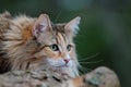 Norwegian forest cat female with alert expression Royalty Free Stock Photo