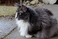 A norwegian forest cat female with alert expression Royalty Free Stock Photo