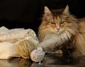 Norwegian forest cat female with ball of yarns and lace