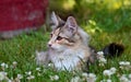 Norwegian forest cat female kitten with white flowers