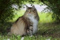 Norwegian forest cat female sits under the bushes Royalty Free Stock Photo