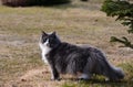 A Norwegian forest cat female in springlike light