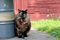 A norwegian forest cat female standing in garden Royalty Free Stock Photo