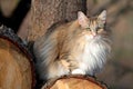 Beautiful norwegian forest cat standing on log Royalty Free Stock Photo
