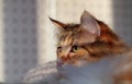 Norwegian forest cat female sunbathing Royalty Free Stock Photo